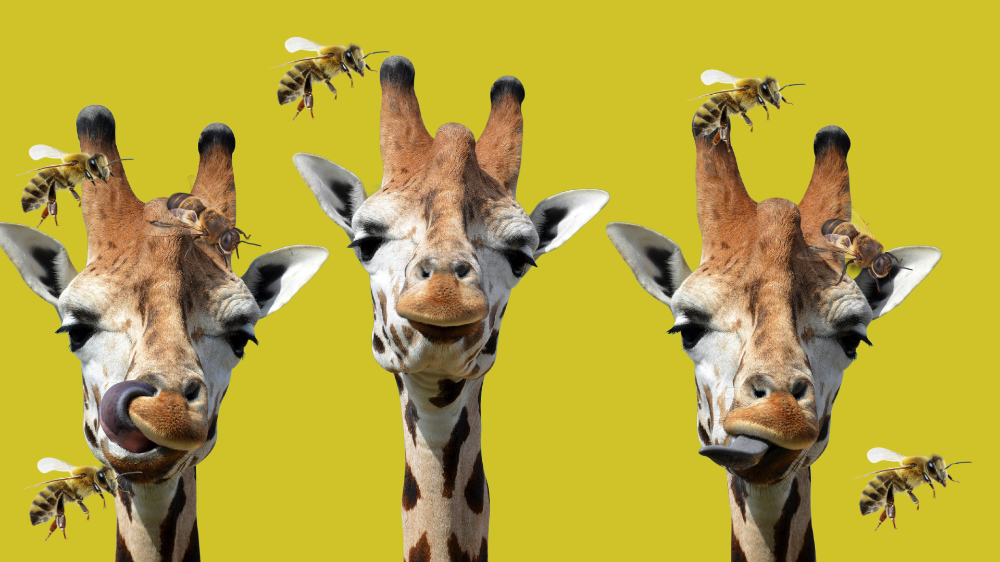 Trois girafes avec des abeilles sur fond jaune — métaphore Profil WORKSHIFT